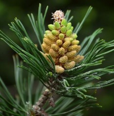 Pinus Mugo 'Echiniformis'